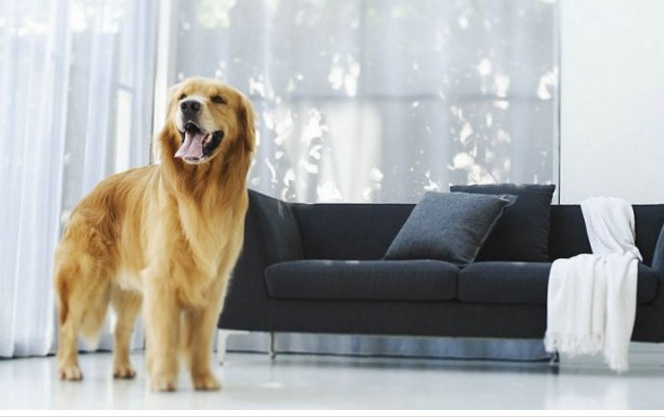 dog and a black sofa