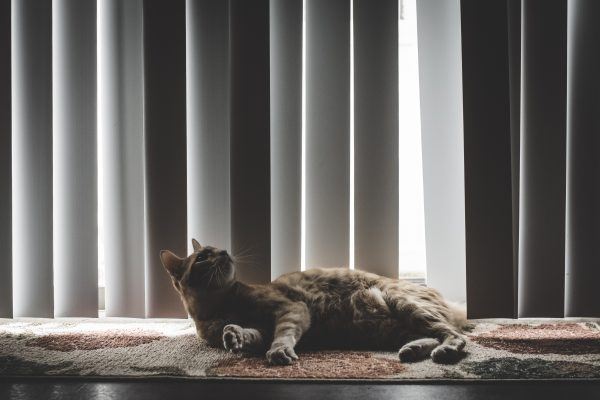 cat sleeping in a mat with vertical blinds behind