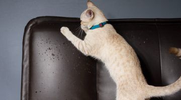 a cat scratching a leather couch