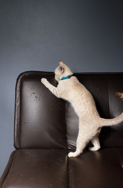 Cat Friendly Sofa Fabric Is It, Is Leather Furniture Good With Cats