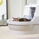 self cleaning litter box