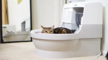self cleaning litter box