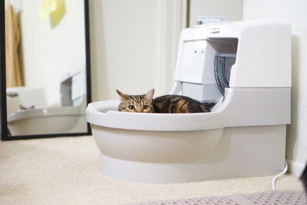 self cleaning litter box