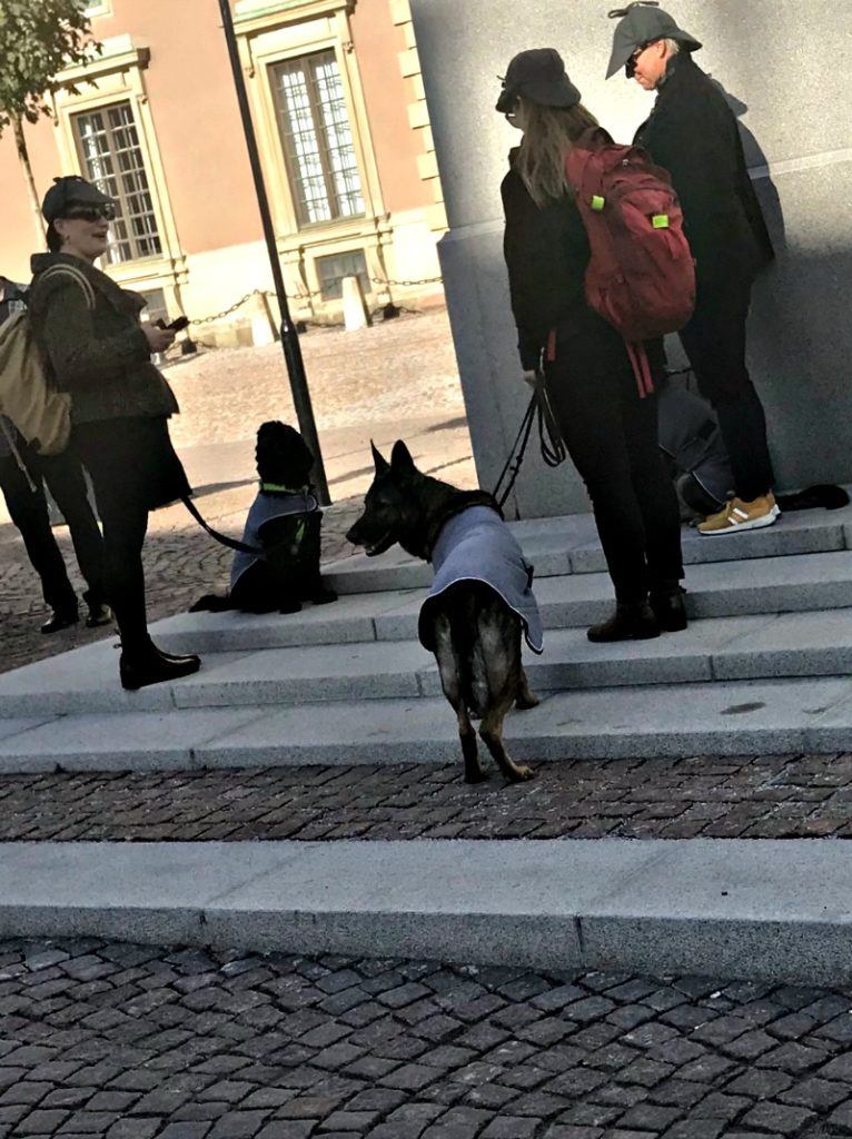 people playing a game with dogs 