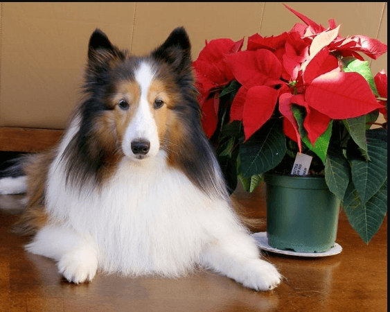 Poinsettia poison for dogs 