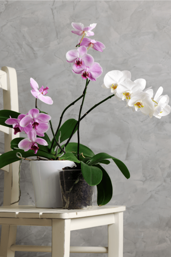 orchids is a pot for Mothers Day 