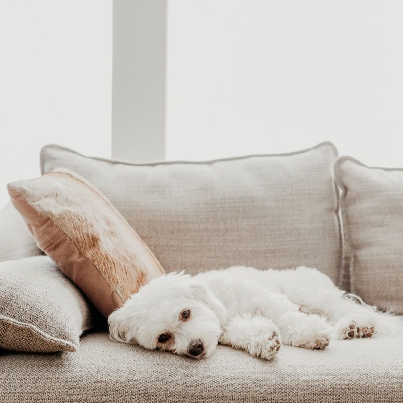a dog on the sofa in a family-friendly home 